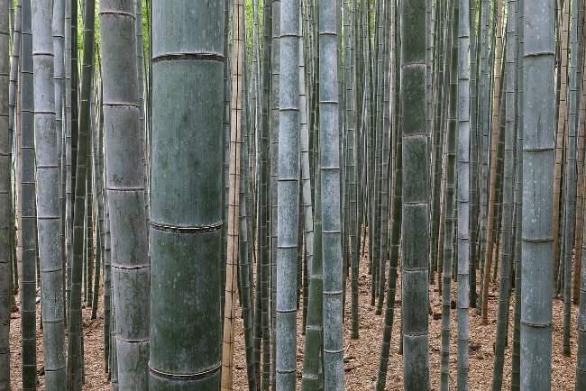 Bambudový les poblíž města Kyoto v Japonsku.
