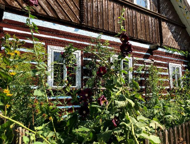 rozkvetla-zahradka-pred-roubenkou rozkvetla-zahradka-pred-roubenkou