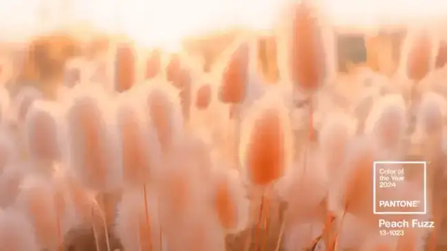 barva-roku-2024-pantone-peach-fuzz